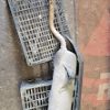 20240816_135550 ESCAPE HONDA FORZA 125